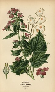 Ærlighed, Lunaria annua. af Désiré Georges Jean Marie Bois