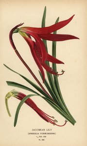Jakobslilje, Sprekelia formosissima. Kromolitografi fra en illustration af Desire Bois fra Edward Step