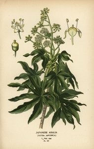Japansk aralia eller blank-blad papirplante, Fatsia japonica.