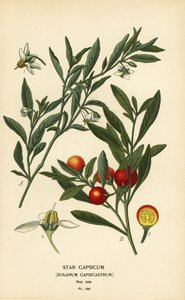 Jerusalem kirsebær, Solanum pseudocapsicum var. diflores
