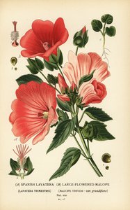 Lavatera trimestris og Malope trifida. af Désiré Georges Jean Marie Bois