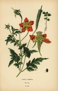Loasa lateritia. af Désiré Georges Jean Marie Bois