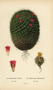 Mammillaria prolifera og Mammillaria rhodantha. af Désiré Georges Jean Marie Bois