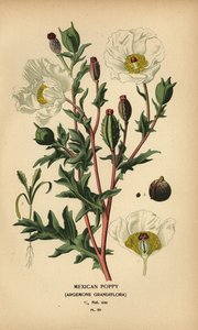 Mexicansk valmue, Argemone grandiflora. af Désiré Georges Jean Marie Bois