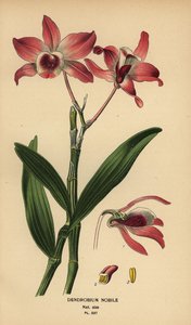Ædel dendrobium orkidé, Dendrobium nobile. Kromolitografi fra en illustration af Desire Bois fra Edward Step
