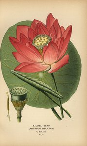 Hellig bønne eller indisk lotus, Nelumbo nucifera. af Désiré Georges Jean Marie Bois