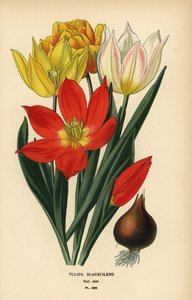 Schrencks tulipan, Tulipa suaveolens eller Tulipa schrenkii. Kromolitografi fra en illustration af Desire Bois fra Edward Step