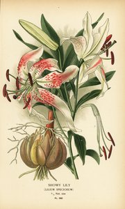 Prangende lilje, Lilium speciosum. Kromolitografi fra en illustration af Desire Bois fra Edward Step