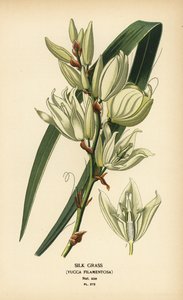 Silkegræs, Yucca filamentosa. Kromolitografi fra en illustration af Desire Bois fra Edward Step
