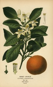 Sød appelsin, Citrus x aurantium.