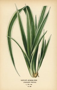 Tahitisk skruefyr, Pandanus tectorius (Veitchs skruefyr, Pandanus veitchii). Kromolitografi fra en illustration af Desire Bois fra Edward Step