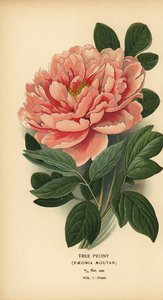 Træpæon, Paeonia moutan.