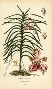 Vanda tricolor orkidé. Kromolitografi fra en illustration af B. Herincq fra Edward Step