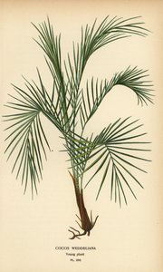 Weddells palme, Lytocaryum weddellianum, ung plante (Cocos weddeliana). Kromolitografi fra en illustration af Desire Bois fra Edward Step