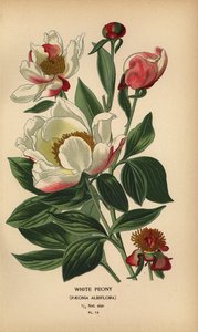 Hvid pæon, Paeonia lactiflora.