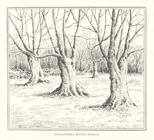 Monkswood, Epping Forest (litografi) af Duncan Moul