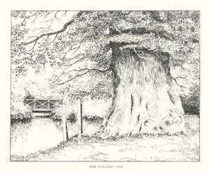 The Walkern Oak (litografi) af Duncan Moul