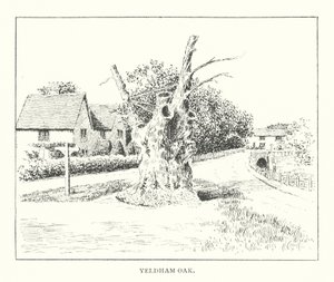 Yeldham Oak (litografi) af Duncan Moul
