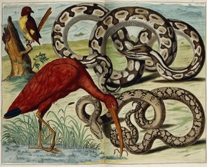 Fugle og slanger, plade 62, fra "Den mest nøjagtige beskrivelse af naturskattene", 1734-1765 af Dutch School