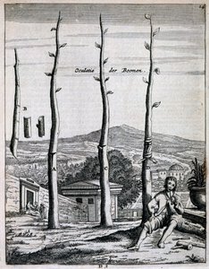 Frugttræer, fra De Nederlandze Hesperides af Jan Commelin, udgivet 1676 af Dutch School