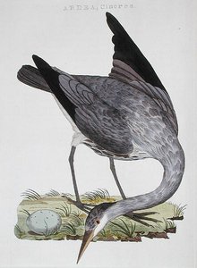 Heron, udgivet i Amsterdam af Dutch School