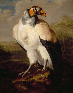 King Vulture, maleri af hollandsk ukendt kunstner, Holland af Dutch School