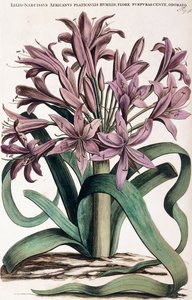 Lillio-Narcissus, 1697-1701 af Dutch School