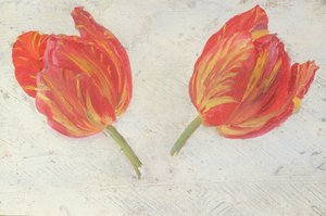Studier af tulipaner, ca. 1830 (olie på papir) af Dutch School