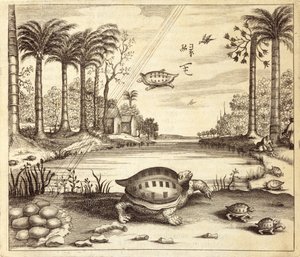 Skildpaddeæg, der klækker, fra Kina Illustreret af Athanasius Kircher (1601-80) 1667 af Dutch School