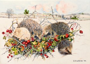 Pindsvin i Hedgerow Basket, 1996 (akryl på lærred)