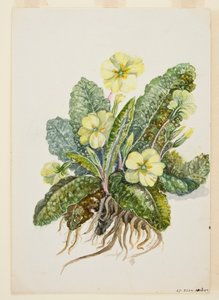 Primula vulgaris Huds Primrose, c1920