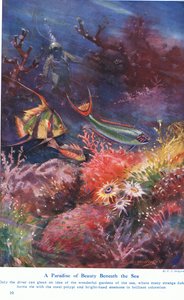 A Paradise of Beauty Beneath the Sea, illustration fra 