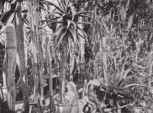 Kew Gardens, ca. 1900 (s/h-foto) af E. J. Wallis
