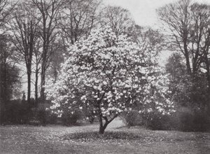 Kew Gardens, ca. 1900 (s/h-foto) af E. J. Wallis