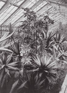 Kew Gardens, ca. 1900 (s/h-foto) af E. J. Wallis