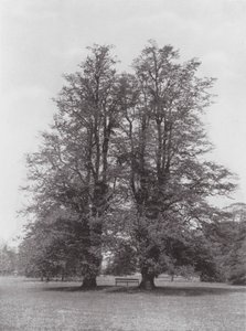Kew Gardens, ca. 1900 (s/h-foto) af E. J. Wallis
