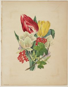 Buket tulipaner, fra Floras ordbog, 1838