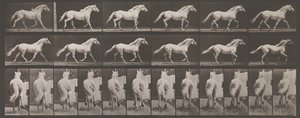 Dyrebevægelse. En elektrofotografisk undersøgelse af på hinanden følgende faser af dyr ..., 1880