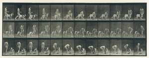 Dyrebevægelse. En elektrofotografisk undersøgelse af på hinanden følgende faser af dyr ..., 1880