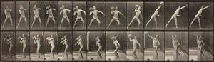 Dyrebevægelser, tavle 319, 1887. af Eadweard Muybridge