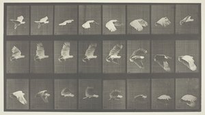 Dyrebevægelser, tavle 758, 1887. af Eadweard Muybridge
