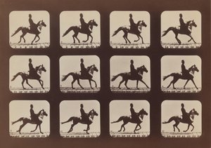 Attitudes of Animals in Motion, 1879, trykt 1881. af Eadweard Muybridge