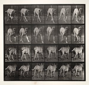 Dread Trav, 1887. af Eadweard Muybridge