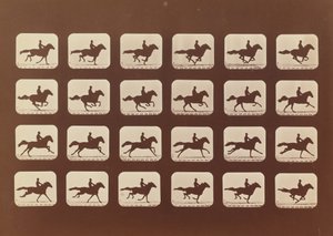 Heste. Løb. Phyrne L. nr. 40, 1879. af Eadweard Muybridge