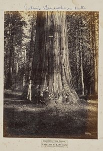 Mammoth Tree Grove, Calaveras County, Californien. Abraham Lincoln. 320 fod højt, 54 fod i omkreds