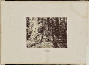 Mammoth Tree Grove, Calaveras County, Californien. Heksegruppen fra Salem. Gennemsnitlig 300 fod høj, 65 fod i omkreds