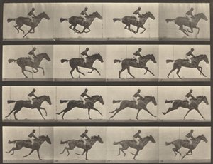 Pladenummer 626. Galop, fuldblods bayhoppe, Annie G., 1887. af Eadweard Muybridge