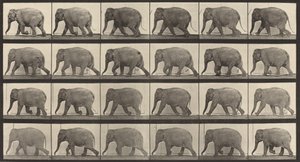 Plade nummer 733. Elefantvandring, 1887. af Eadweard Muybridge
