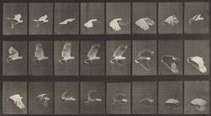 Plade nummer 758. Kakadu flyvende, 1887. af Eadweard Muybridge