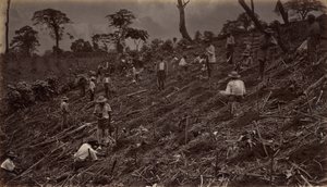 Opstilling af en kaffeplantage i Antigua de Guatemala, 1875, udgivet 1877. af Eadweard Muybridge